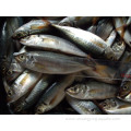 Frozen Horse Mackerel Fish Carapau Wr 15cm